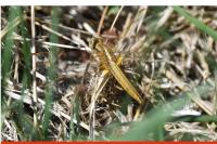 Crocothemis erythraea