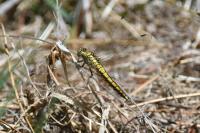 Orthetrum cancellatum