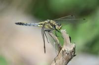 Orthetrum cancellatum