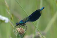 Calopteryx splendens