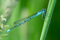 Coenagrion puella