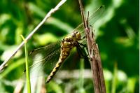Orthetrum cancellatum