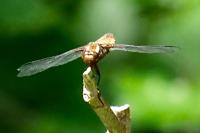 Libellula depressa