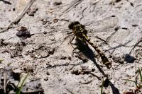 Onychogomphus forcipatus