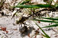 Onychogomphus forcipatus