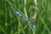Coenagrion mercuriale