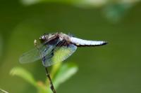 Libellula depressa