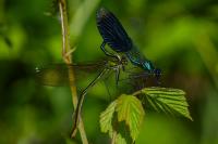 Calopteryx splendens