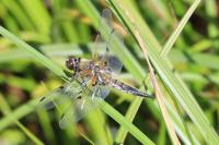 Libellula quadrimaculata