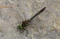 Cordulia aenea