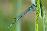 Coenagrion puella