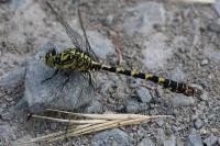 Onychogomphus forcipatus