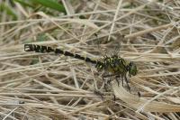 Onychogomphus forcipatus
