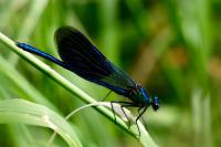 Calopteryx splendens