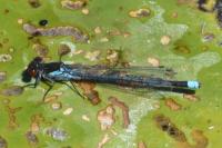 Erythromma najas