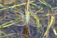 Anax imperator