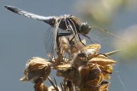 Orthetrum cancellatum