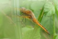 Libellula fulva
