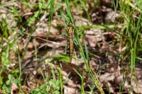 Orthetrum cancellatum