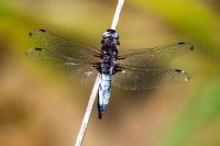 Libellula fulva