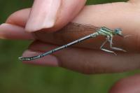 Platycnemis pennipes