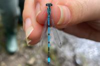 Coenagrion puella