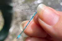 Coenagrion puella