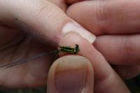 Coenagrion puella