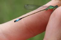 Ischnura elegans
