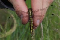 Orthetrum cancellatum