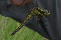 Orthetrum cancellatum