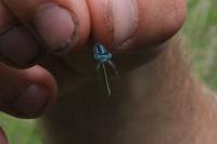 Erythromma lindenii