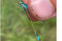 Ischnura elegans