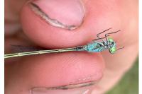 Ischnura elegans
