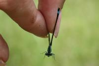 Ischnura elegans