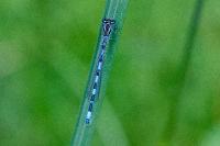 Coenagrion mercuriale