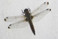 Libellula fulva
