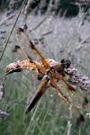 Libellula quadrimaculata