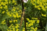 Orthetrum cancellatum