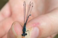 Ischnura elegans