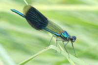 Calopteryx splendens