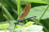Calopteryx virgo