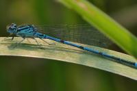 Coenagrion puella
