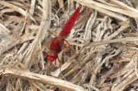 Crocothemis erythraea