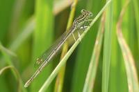 Platycnemis pennipes