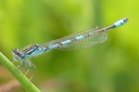 Coenagrion scitulum