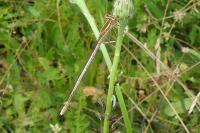 Platycnemis pennipes