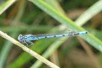 Enallagma cyathigerum