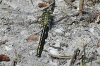 Gomphus simillimus