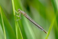 Platycnemis pennipes
